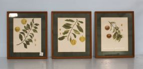 Three Fruit Prints