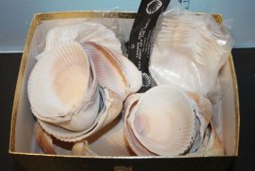 Box Lot of Sea Shells