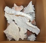 Box Lot of Conch Sea Shells