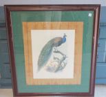 Large Print of Peacock 34