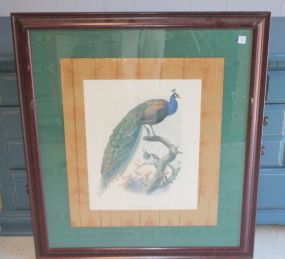 Large Print of Peacock 34