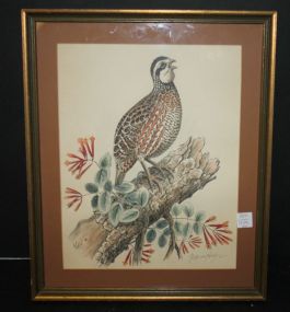 Print or Watercolor of Quail Signed by Texas Artist Wallace Hughes 15