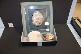Framed Shell and Other shells