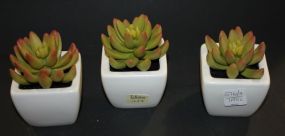 Three Decorative Pots with Cactus