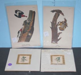 4 Lithographs Red-headed woodpecker, flicker, and flowers.