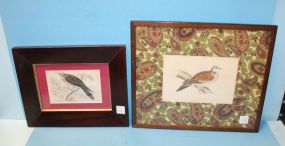 Framed Print of Pigeon and Framed Print of Turtle Dove