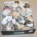 Box Lot of Shells