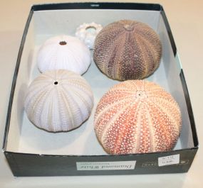 Group of Five Shells