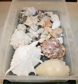 Box Lot of Shells