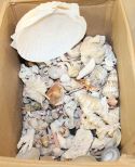 Bot Lot of Shells