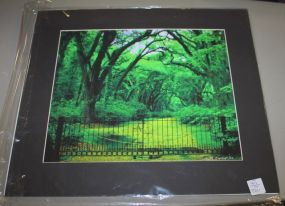 Picture of Oak Trees, signed Vicki M. Tarrey '50