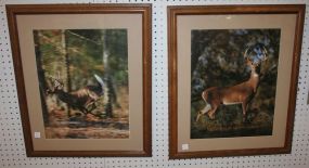 Pair Framed Pictures of Buck