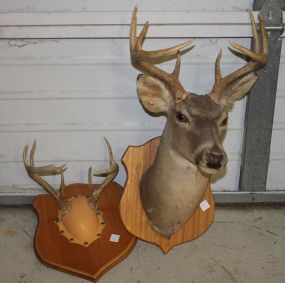 A Nine Point Deer Head along with a Nine Point Mounted Antlers