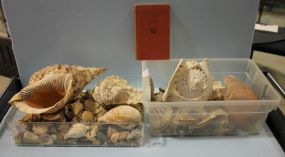 Seashell Collection