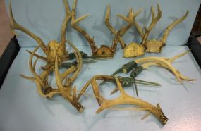 Box Group of Deer Horns