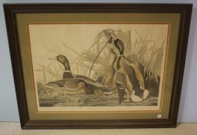 R. Havell Anas Boschas Color Lithograph Engraved Mallard Duck