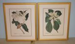 Pair of Prints of Magnolias