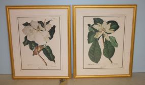 Pair of Prints of Magnolias