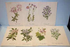 Group of Seven Wild flowers of America