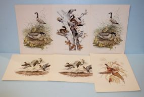 Group of Bird Prints