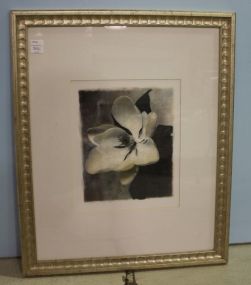 Framed Print of Magnolia