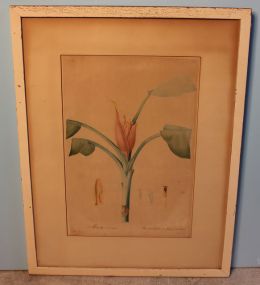 Vintage Print of Banana Plant