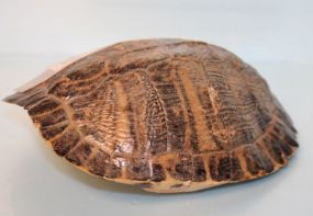 Turtle Shell