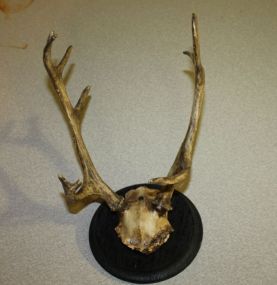 Four Point Deer Rack