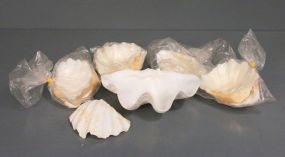 Set of Nine Shells Description