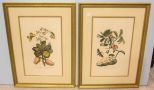 Two Botanical Prints