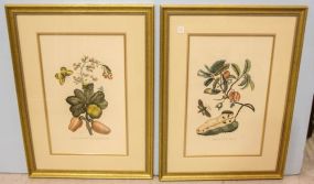 Two Botanical Prints