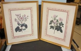 Two Prints of Roses French, 19
