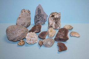 Fossils (location - Morris, IL) Mazon Creek