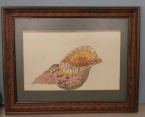 Watercolor of Sea Shell Description