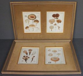 Two Framed Prints of Mushroom and Fungi Classifications Description