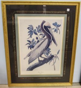 Brown Pelican Audubon Print