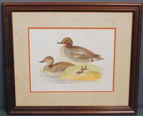 Mallard Duck Print Description
