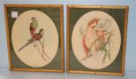 Pair of J. Gould Framed Bird Pictures