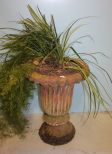 Terra Cotta Urn with Plant