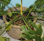 Round Terra cotta Pot with Plant