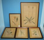 Group of Five Vintage Botanical Prints