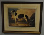 Print of a Whippet