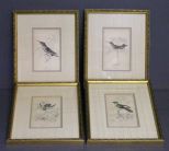 Set of Four Hand Colored Prints of Birds