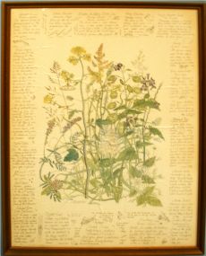 Early Botanical Print
