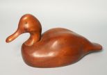 Broad Bill Duck