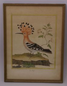 Francois Nicholas Martinet Bird Print