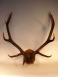 Mounted Antlers