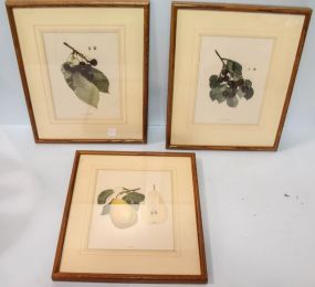 Three Fruit Prints