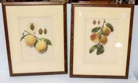 Two Fruit Prints