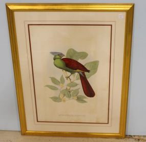 Musophaga Buffonii Hand Colored Plate Print